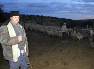Turmele de oi ies la păscut, când se arată zorii. Cioban cu bondă şi căciulă.  Crihana Veche, raionul Cahul, 2015.